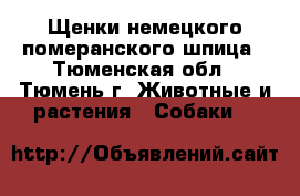 Щенки немецкого померанского шпица - Тюменская обл., Тюмень г. Животные и растения » Собаки   